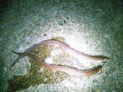 江井ヶ島漁港での投げ釣り釣果