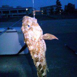 明石港　オールナイトの投げ釣り釣行もガシラ18cm