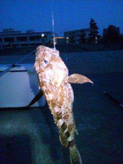 明石港　オールナイトの投げ釣り釣行もガシラ18cm