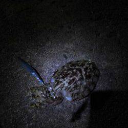 深日漁港　土曜の夜にエギング釣行