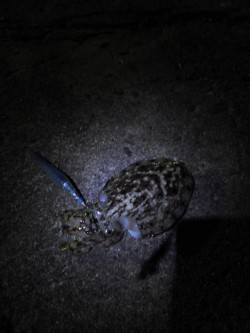 深日漁港　土曜の夜にエギング釣行