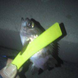 淡輪でメバリング、風が酷く何とかメバル・ガシラ