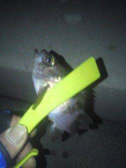 淡輪でメバリング、風が酷く何とかメバル・ガシラ