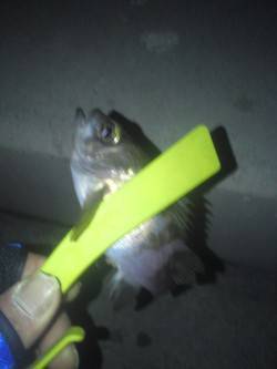 淡輪でメバリング、風が酷く何とかメバル・ガ…