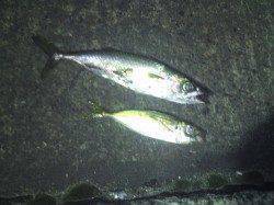 南港でのアジング、ボトムでバイトありアジ&サバ