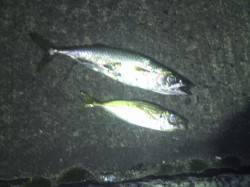 南港でのアジング、ボトムでバイトありアジ&…