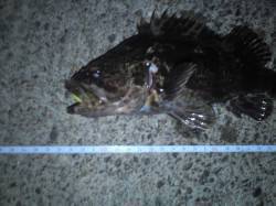 淡輪でメバリング★チビガシラとチビタケノコ…