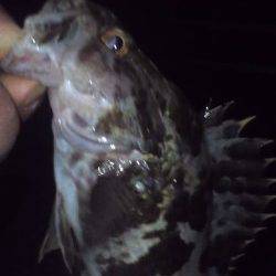 淡輪漁港　強風の中でのライトゲーム釣行