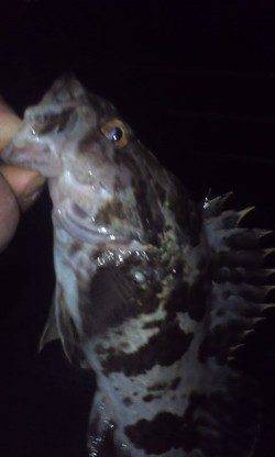 淡輪漁港　強風の中でのライトゲーム釣行