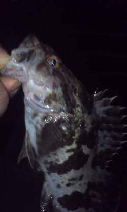 淡輪漁港　強風の中でのライトゲーム釣行