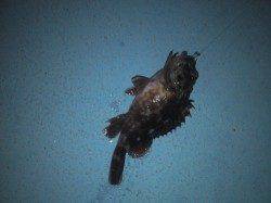 淡輪漁港　強風の中でのライトゲーム釣行