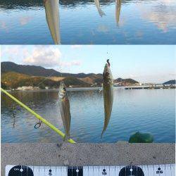 生石崎　投げ釣りでキス50尾オーバー　まだまだキス釣りいけそうです！