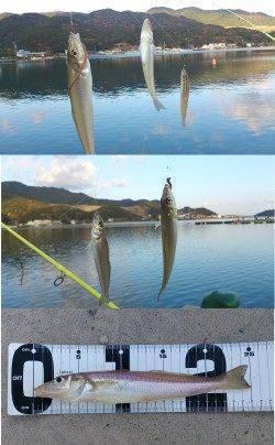 生石崎　投げ釣りでキス50尾オーバー　まだまだキス釣りいけそうです！