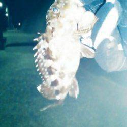 雑賀崎へ夜に短時間だけ、メバリングに行って来ました