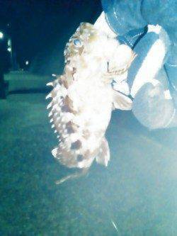 雑賀崎へ夜に短時間だけ、メバリングに行って来ました