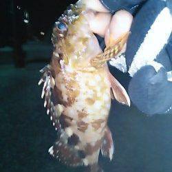 夜に1時間だけメバリング、短時間でガシラ6匹♪