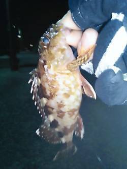 夜に1時間だけメバリング、短時間でガシラ6…