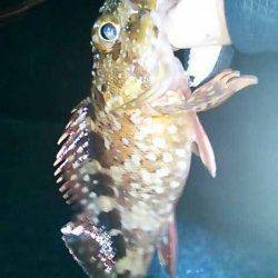 淡輪漁港で仕事帰りメバリング　一時間で4匹