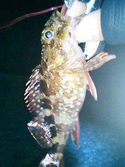 淡輪漁港で仕事帰りメバリング　一時間で4匹