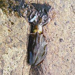 南塩谷　日中の短時間エギング釣行