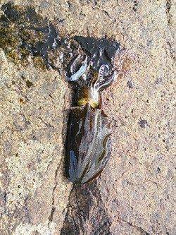 南塩谷　日中の短時間エギング釣行