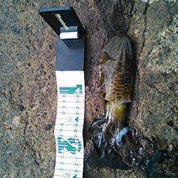 南塩谷　日中の短時間エギング釣行