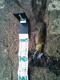 南塩谷　日中の短時間エギング釣行