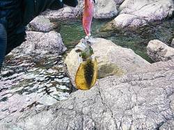 産湯にてデイエギングの釣果