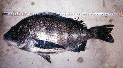 津居山港　誘導ウキフカセ釣りでチヌ数釣り　年無しも！