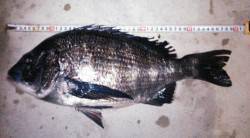 津居山港　誘導ウキフカセ釣りでチヌ数釣り　…