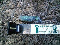 産湯にてデイエギングの釣果