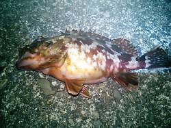 和歌浦漁港のメバリングでガシラ数釣り