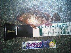 和歌浦漁港のメバリングでガシラ数釣り