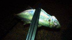 北公園でのアジング釣果　アジ&ガシラ