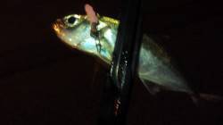 北公園でのアジング釣果　アジ&ガシ…