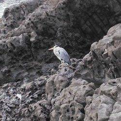 フカセでカンダイ&チヌ！　エサ釣りも多かったです