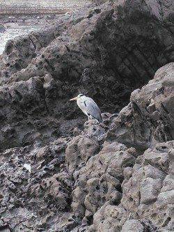 フカセでカンダイ&チヌ！　エサ釣りも多かったです