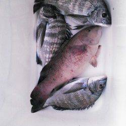 フカセでカンダイ&チヌ！　エサ釣りも多かったです