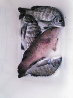 フカセでカンダイ&チヌ！　エサ釣り…