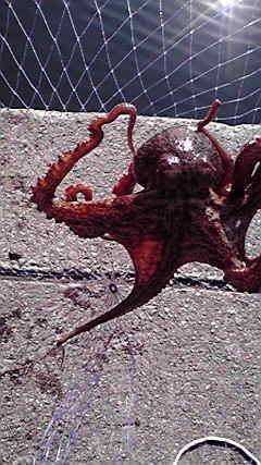 田ノ浦漁港アオリイカ狙いのエギングで良型タ…