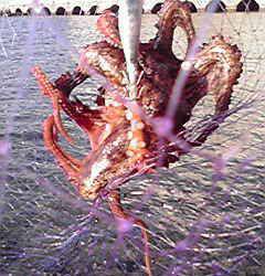 田ノ浦漁港アオリイカ狙いのエギングで良型タコ～