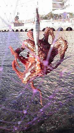 田ノ浦漁港アオリイカ狙いのエギングで良型タコ～