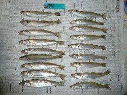 佐野　投げ釣りのキス狙いは単発も楽しめる