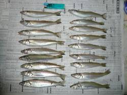 佐野　投げ釣りのキス狙いは単発も楽しめる