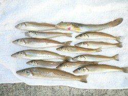 佐野漁港で投げキス、引き釣りでダブル２回、トリプル１回