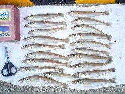 佐野漁港の投げキス～冷え込み厳しい中の満足釣果