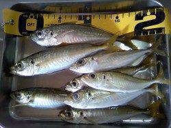 栖原漁港でアジング　サイズは最大20㎝