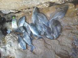 渡船を利用してのフカセ釣り、潮の動いている…