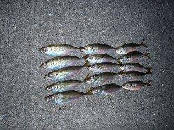 アジング８投で６匹♪　サイズはレギュラー15～18㎝