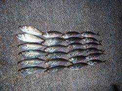 数釣りポイントへランガン！　淀川河口周辺アジング